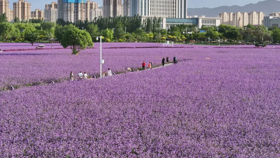 510天龙 6 月 12 日金牛区天回镇、邛崃 2 宗国有建设用地拍卖，面积合约 570 亩